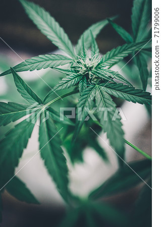 Cannabis leaves of a plant on a dark background Cannabis leaves of a plant on a dark background 71799006