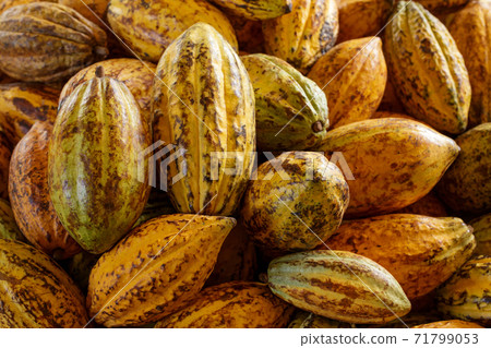 Cocoa beans and cocoa pod on a wooden surface. 71799053