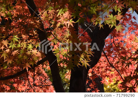 Autumn leaves at Nagoya Castle 71799290