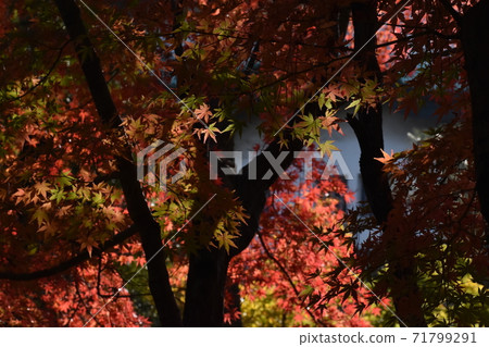 名古屋城堡的秋葉 名古屋城堡的秋葉 71799291