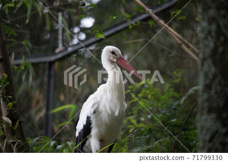 The appearance of the white stork 71799330