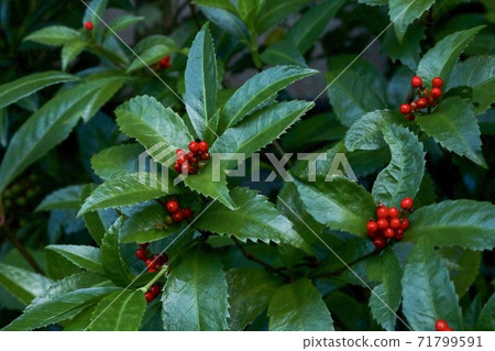 紅堅果日本形像新年 71799591