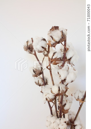 棉花 71800043