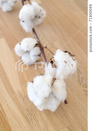 棉花 71800049
