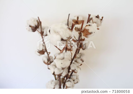 Cotton Flower Cotton Flower 71800058