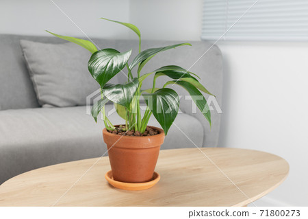 Philodendron Dragon Tail in clay pots Philodendron Dragon Tail in clay pots 71800273