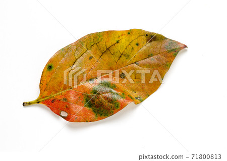Autumn leaves of persimmon leaves_03 71800813