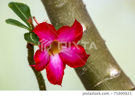 Cactus flower Cactus flower 71800821