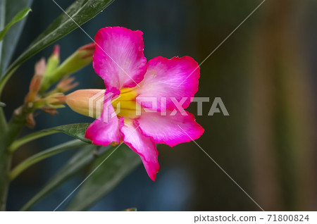 Cactus flower Cactus flower 71800824
