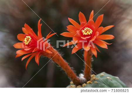 Cactus flower Cactus flower 71800825