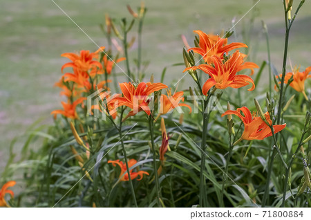 百合花 百合花 71800884