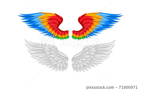 Feathered Wings of Different Flying Creature Vector Set Feathered Wings of Different Flying Creature Vector Set 71800971