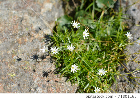 北阿爾卑斯山，山竹岳的白花，岩之草株及其影子。 71801163