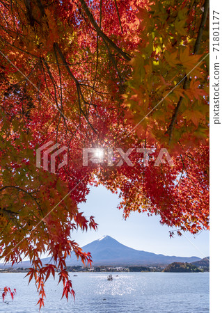 Fuji and the autumn leaves of Kawaguchiko 71801177