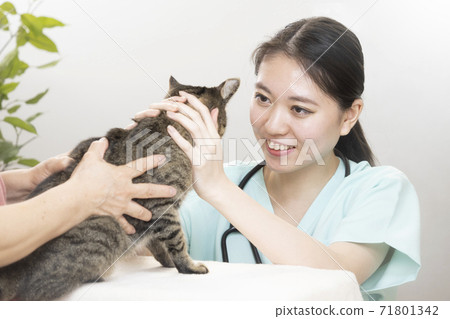 女獸醫檢查一隻貓 女獸醫檢查一隻貓 71801342