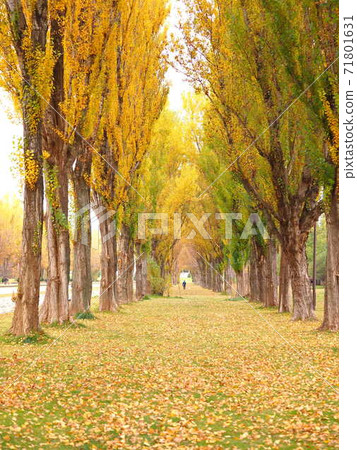 北海道前田森林公園的秋葉風光美麗的楊樹 71801631