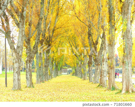 北海道前田森林公園的秋葉風光美麗的楊樹 71801660