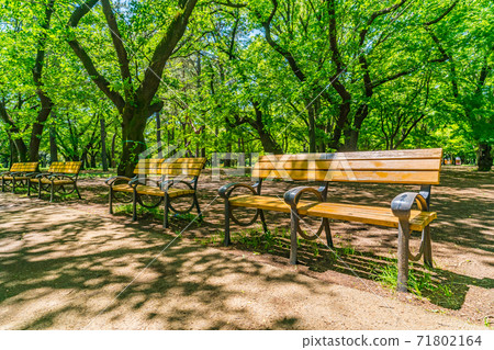 Bench in Yoyogi Park in the afternoon in Shibuya-ku, Tokyo 71802164