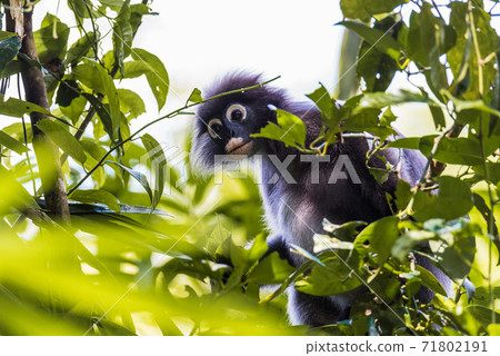langur monkey wildlife sitting in a tree langur monkey wildlife sitting in a tree 71802191