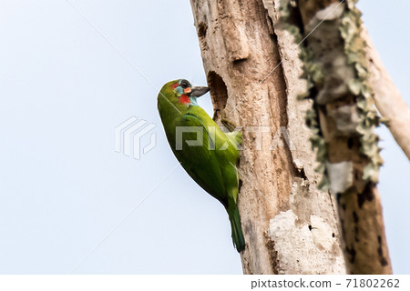 A colorful Red Crowned Barbet 71802262