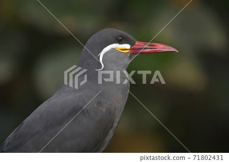 Inca Tern, Larosterna inca, close up 71802431