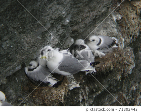 Black-legged Kittiwake, Rissa tridactyla, adults and young 71802442