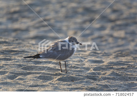 Laughing Gull, Leucophaeus atricilla, relaxed 71802457