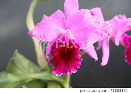 Ornamental plants Ornamental plants 71803181