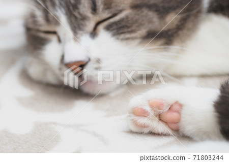 Grey well-groomed cat is sleeping sweetly on the sofa. Close-up portrait of a happy pet. 71803244