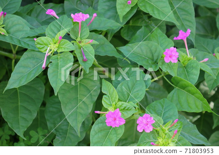 開滿鮮花的Oshiroibana 71803953