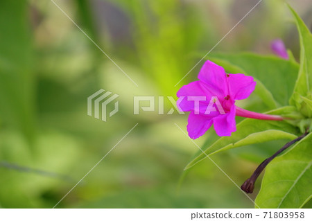 開滿鮮花的Oshiroibana 71803958