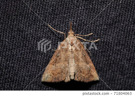 Moth on dark textile Moth on dark textile 71804063