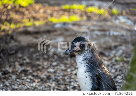 Humboldt Penguin Humboldt Penguin 71804231