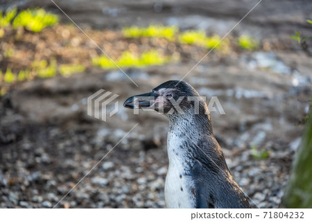 Humboldt Penguin Humboldt Penguin 71804232