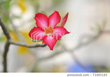 Desert rose, Impala lily or adenium obesum 71805185