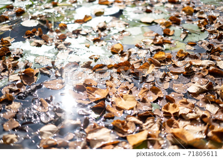 Water surface and dead leaves Water surface and dead leaves 71805611