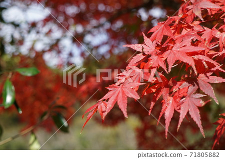 楓葉離開了紅葉 楓葉離開了紅葉 71805882