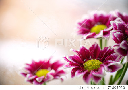 Wet chrysanthemum macro photo 71805920