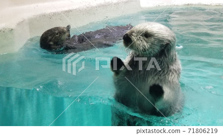 Swim !! Sea otter Swim !! Sea otter 71806219