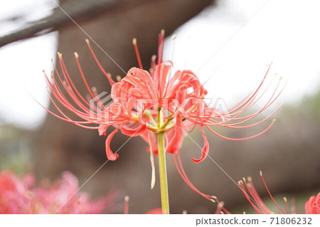Cluster amaryllis 71806232
