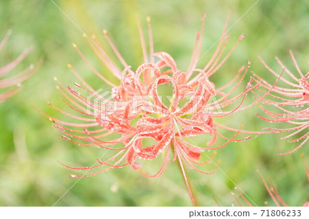 Cluster amaryllis 71806233