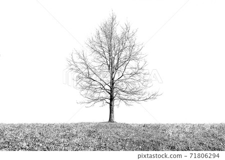 Dry and changed by the climate nature landscape Dry and changed by the climate nature landscape 71806294
