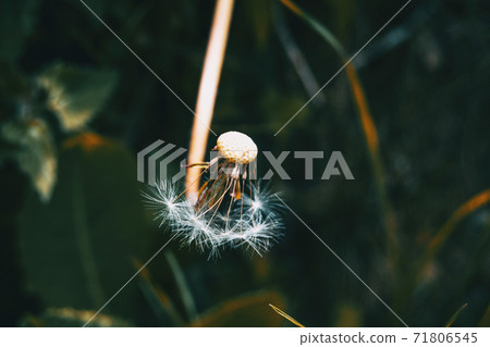 Macro of a half-peeled taraxacum campylodes flower Macro of a half-peeled taraxacum campylodes flower 71806545
