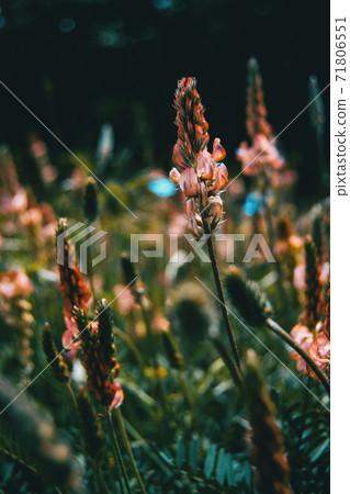 Close-up of a raceme of small pinky flowers Close-up of a raceme of small pinky flowers 71806551
