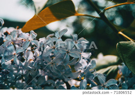 Close-up of some small white flowers of syringa vulgaris on a bunch 71806552