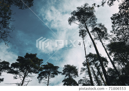 The silhouettes of some tall trees against a cloudy sky 71806553