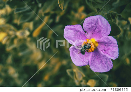 Detail of a black bee pollinating a purple flower of cistus albidus 71806555