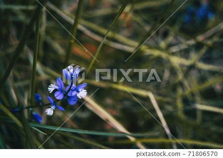 Close-up of a bunch of small blue flowers of polygala 71806570