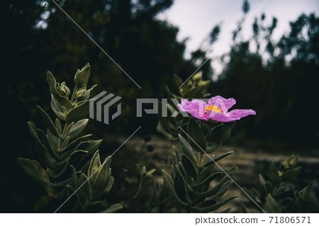 Close-up of a pink flower of cistus albidus on the tip of a stem Close-up of a pink flower of cistus albidus on the tip of a stem 71806571