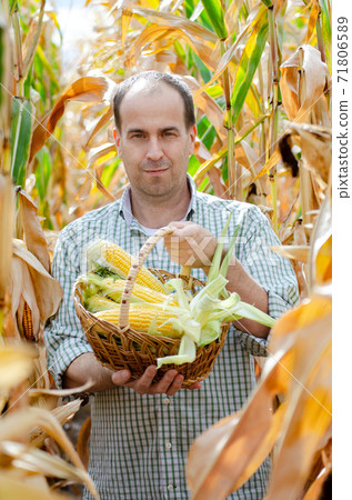 Middle aged caucasian farm worker holds corn cobs in wicker basket Middle aged caucasian farm worker holds corn cobs in wicker basket 71806589